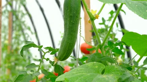 Close Up Of Cucumbers Growing In The Garden. Stock Footage 137055637