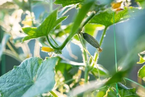 Close-up of cucumbers growing in the garden Stock Photos