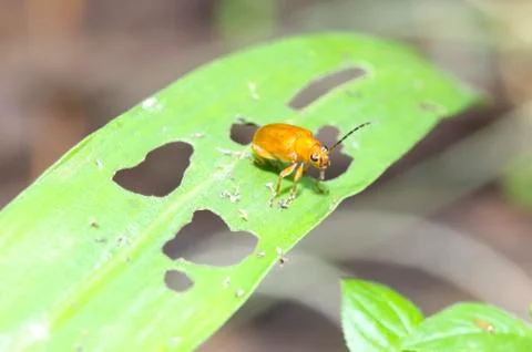 Close up of Cucurbit Beetle on green leaf Stockfoto's