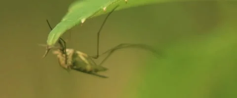 Close up of Culex pipiens, commonly referred to as the common house mosquito Stock Footage 251683004