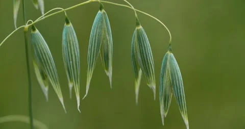 Close up of a culm in an oat field on a cloudy day in spring Видео 135891511