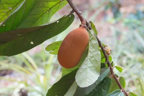 Close-up of cupuacu fruit Stock Photos