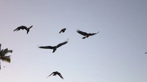 CLOSE UP: Curious adorable crows flying in big flock near lush palm tree canopy Stock Footage 65828472