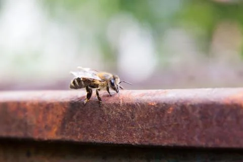 Close up of a curious bee in the human world. Stock Photos