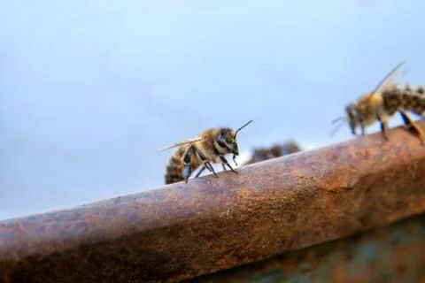 Close up of a curious bee in the human world. Stock Photos