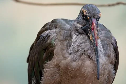 Close-up of a curious bird with distinctive features perched in a natural Stock Photos
