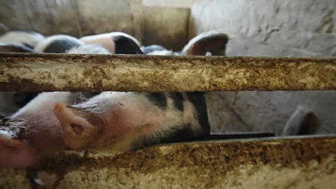 Close-up of curious black-and-white piglets pushing muddy snouts through worn Stock Footage 332338940