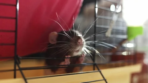 Close-up of a curious brown and white rat peeking through cage bars Stock Footage 340563847