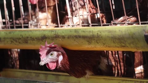 Close-up of a curious brown layer hen on an organic farm, looking at the camera. Stock Footage 320588080