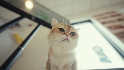 Close-Up of Curious Cat Looking Downward Vidéo 305257408
