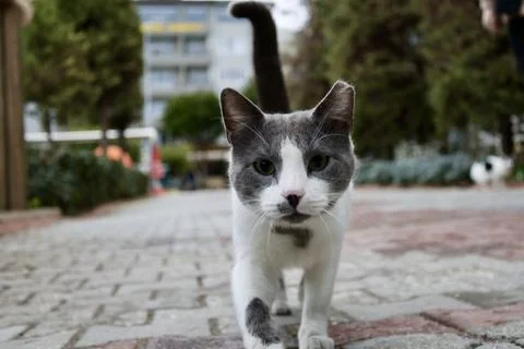 Close-up curious cat Stock Photos