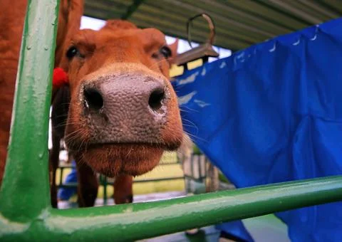 Close-up of a curious cow looking at the camera through a fence on a farm Stock Photos