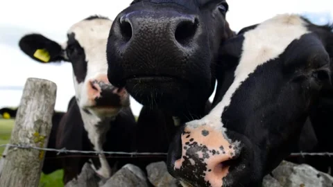 Close up of curious cows sniffing the camera Stock Footage