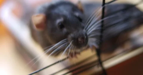 Close-up of a curious dark gray rat with long whiskers peeking through cage bars Stock Footage 339070123