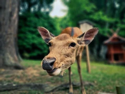 Close-up of Curious Deer in Forest Stock Photos