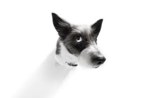 Close up curious dog view Stock Photos