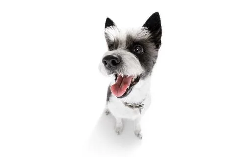 Close up curious dog view Stock Photos