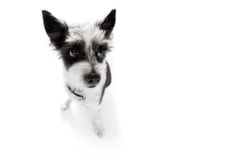 Close up curious dog view 스톡 사진
