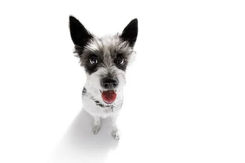 Close up curious dog view Stock Photos