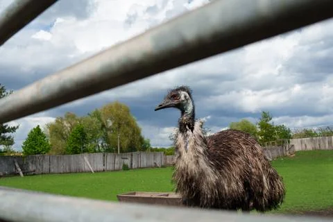 Close-up of curious emu, shot through metal bars, standing in a grassy Stock Photos