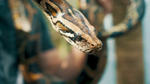 Close up of a curious friendly Burmese Python being held by a tourist in Vietnam Video stock 87207591