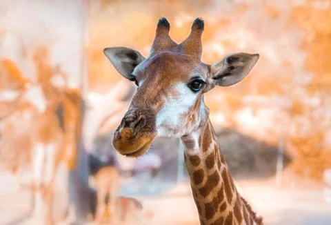 Close-up of a curious giraffe head looking at the camera. The largest ruminant Stock Photos