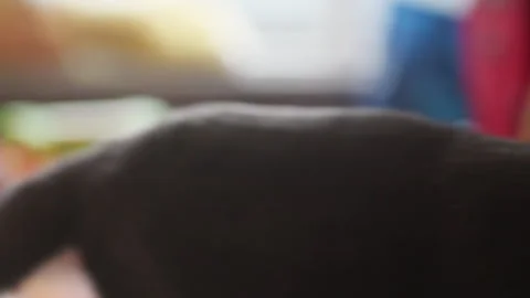 Close up of a curious gray cat, then view changes to a girl playing at nursery Stock Footage 244723987