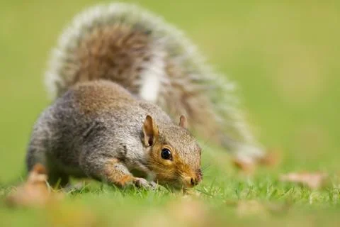 Close-up of curious gray squirrel in the field of grass Stock Photos