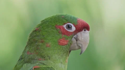 Close up of a curious green and red mitred parakeet looking around 库存影片 148453466