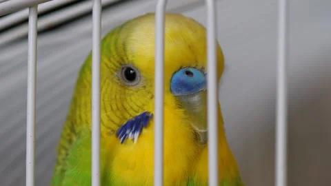Close-up of a curious green budgerigar in a cage. Breeding exotic birds. Bird sh Video stock 179510246