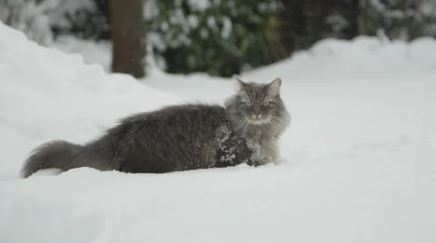 CLOSE UP: Curious grey cat standing in deep fresh snow, staring in the distance Vídeos de archivo 68591721