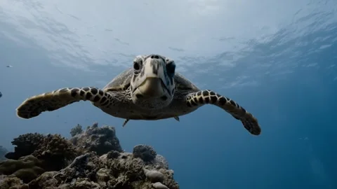 Close-Up of Curious Hawksbill Turtle Stock Footage 339705779