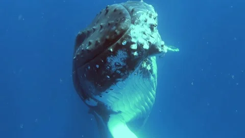 Up Close With a Curious Humpback Whale in Warm Pacific Waters Stock Footage 321016168