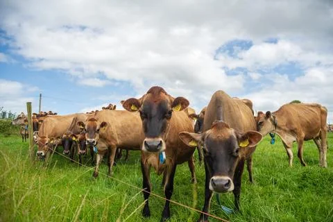 Close up of curious Jersey dairy cows grazing in a green field under blue sky Stock-Fotos