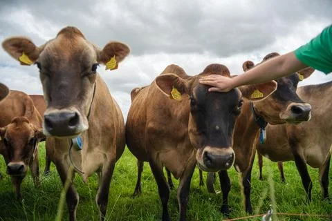 Close up of curious Jersey Dairy Cows being petted in a green field Cornwall Stock Photos