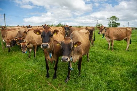 Close up of curious Jersey dairy cows grazing in rural green pasture field Stock-Fotos