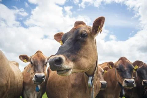 Close up of curious Jersey dairy cows grazing on a green pasture under blue s Stock Photos