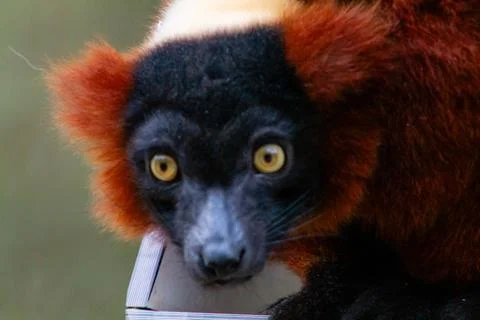 Close-up of a Curious Lemur Foto stock