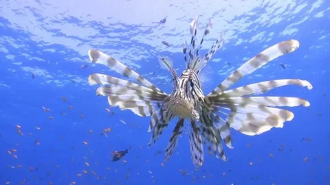 Close up of a curious lion fish Stock Footage 75756263