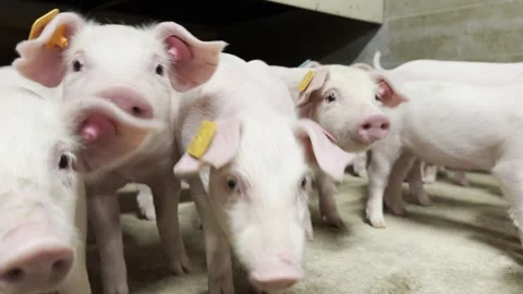 Close-Up of Curious Little Piglets Stock-Footage 335477718