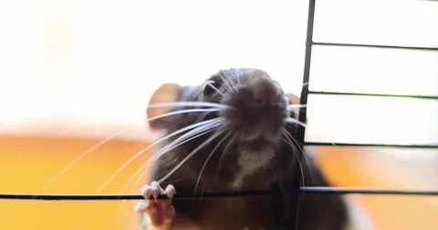 Close-up of a curious mouse peeking through cage bars with long whiskers Stock Footage 339070143