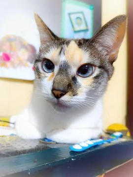 Close-up of curious multicolored cat Stock Photos