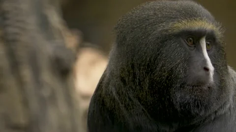 Close-up of a curious Owl-Faced Monkey looking around in the tropical Stock-Footage 163784505
