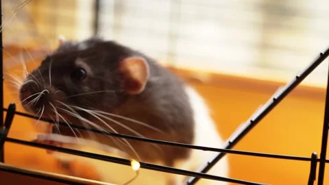 Close-up of a curious pet rat exploring its enclosure with long whiskers Stock Footage 337172972