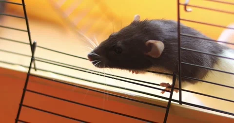 Close-up of a curious pet rat peeking through cage bars with soft orange Stock Footage 339070177