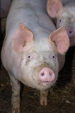 Close-Up of Curious Pigs on a Rustic Farm Stock Photos