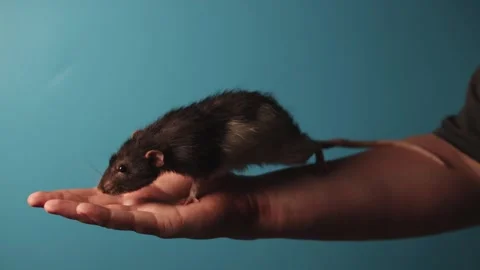 Close-up of a curious rat exploring a human hand against a blue background Stock Footage 340265643