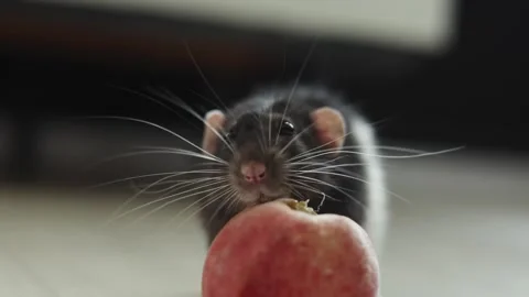 Close-up of a curious rat nibbling on a fresh red apple outdoors Stock Footage 340563858