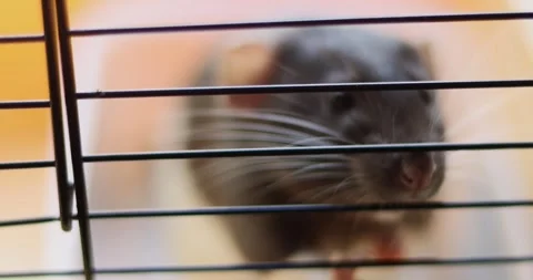 Close-up of a curious rat peeking through cage bars with whiskers Stock Footage 339070056