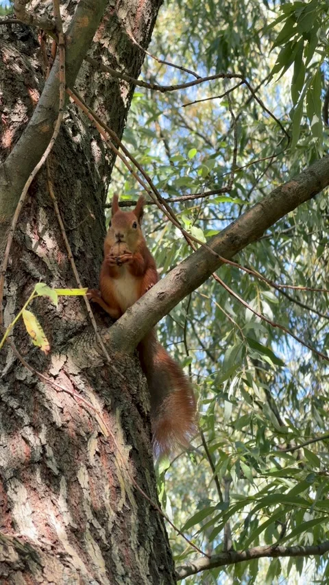 Close-Up of a Curious Red Squirrel's Face and Bushy Tail Stock-Footage 347072784